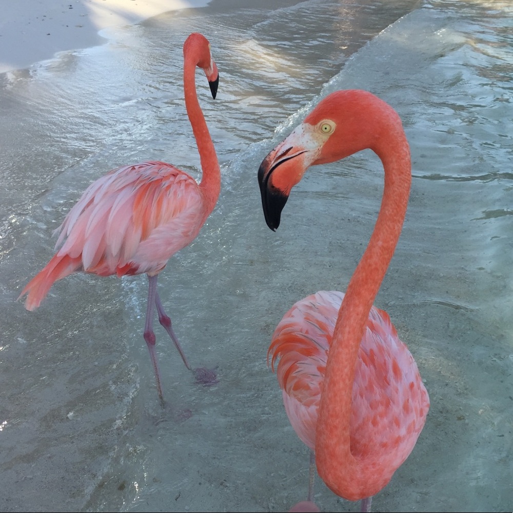 Meet your Posher, Tina